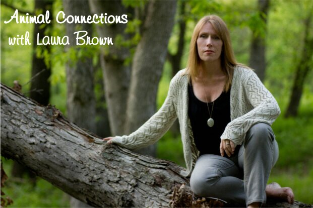 Laura Brown Animal Connections